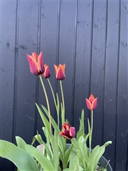 Billede 29. Lejlighed, Toppen, Roskilde 