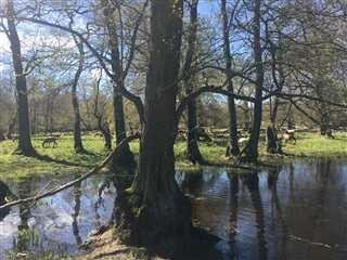 Photo 14. Apartment, Strandvejen, Klampenborg 