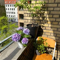 Photo 1. Room, Jagtvej, København N 