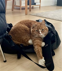 Billede 16. Hus/villa, Hyldetoften, Ballerup 