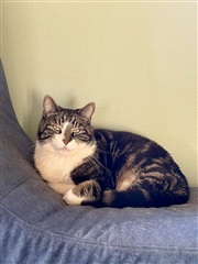 Billede 15. Hus/villa, Hyldetoften, Ballerup 