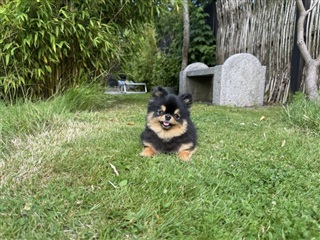 Billede 2. Værelse, Ørnegårdsvej, Gentofte 