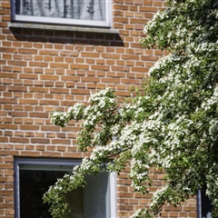 Billede 5. Lejlighed, Hunsballevej, Holstebro 