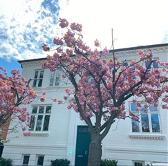 Billede 24. Hus/villa, Dronningensvej, Frederiksberg 