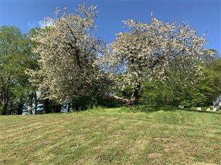 Billede 17. Lejlighed, Sanatorievej, Stouby 