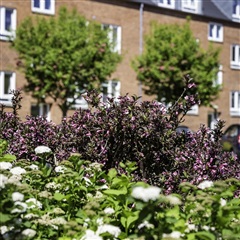 Photo 12. Apartment, Holbergsvej, Holstebro 