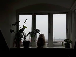 Billede 10. Lejlighed, Havnegade, Esbjerg 