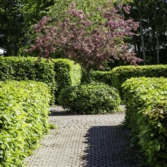 Billede 5. Lejlighed, Lauralyst, Holstebro 