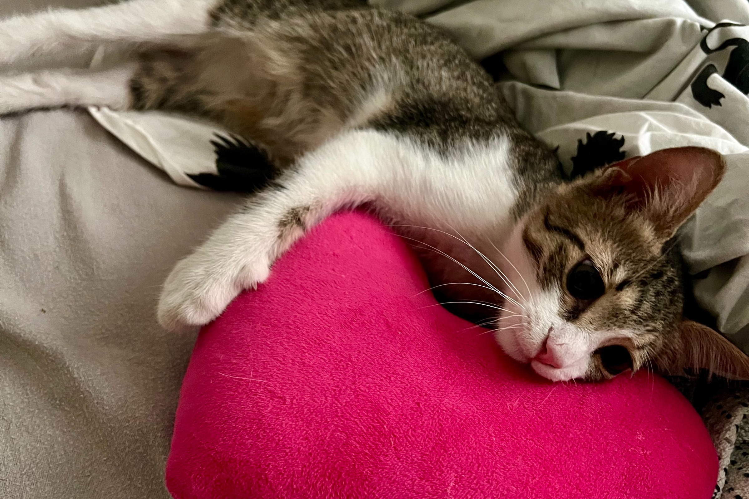 Cora