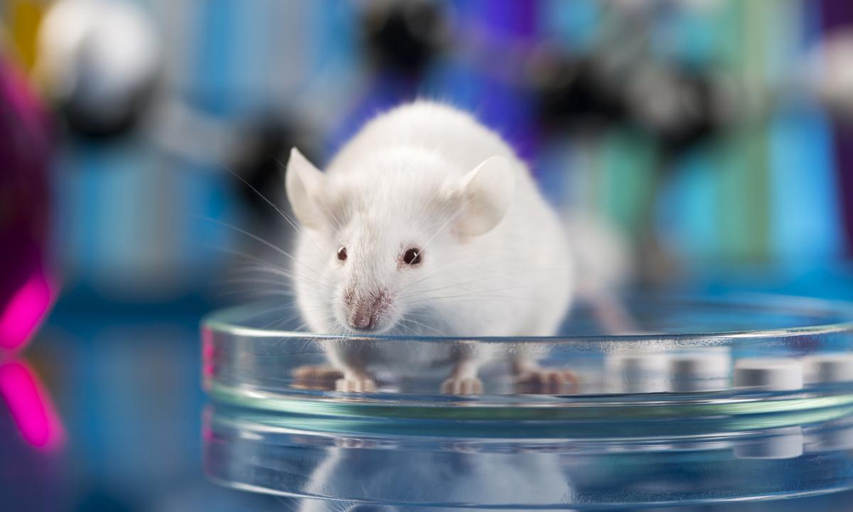 Great achievement in the fight against HIV: the virus was eliminated in mice DNA - picture 1 Great achievement in the fight against HIV: the virus was eliminated in mice DNA - picture 1