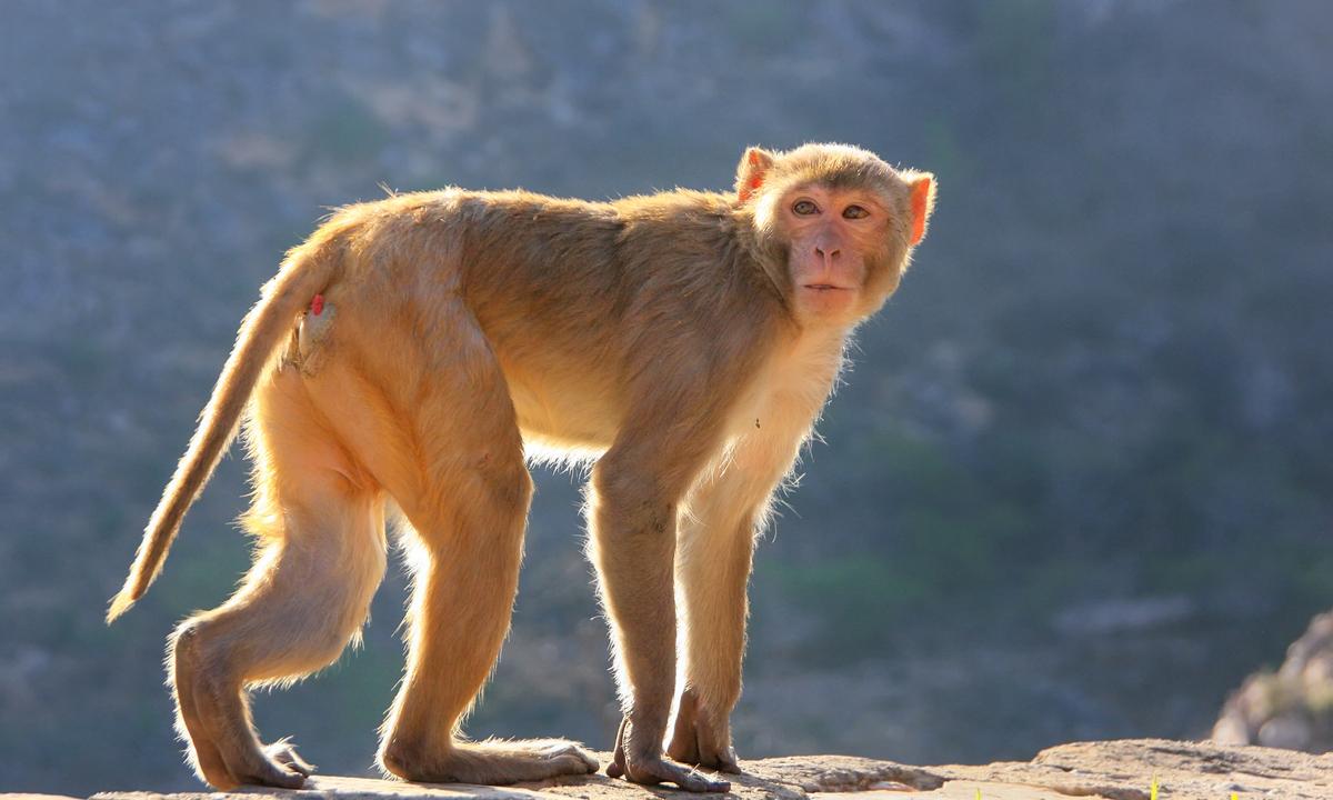 HIV vaccine protects non-human primates from infection - poză 1 HIV vaccine protects non-human primates from infection - poză 1