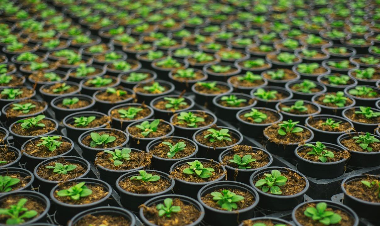 Plant Component To Suppress HIV reproduction - picture 1 Plant Component To Suppress HIV reproduction - picture 1