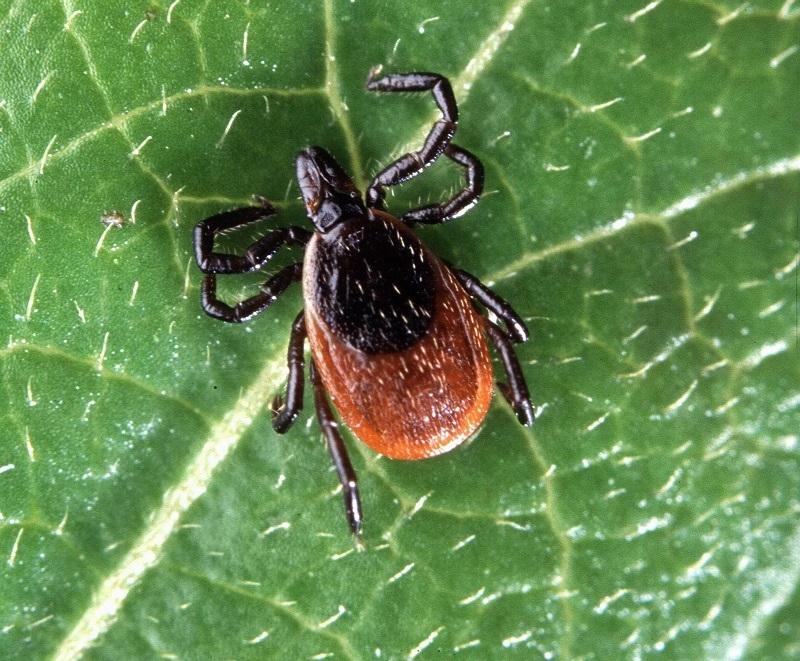 Drug Containing Tick Saliva Could Prevent Neurological and Cardiovascular Diseases By People With HIV - Bild 1 Drug Containing Tick Saliva Could Prevent Neurological and Cardiovascular Diseases By People With HIV - Bild 1
