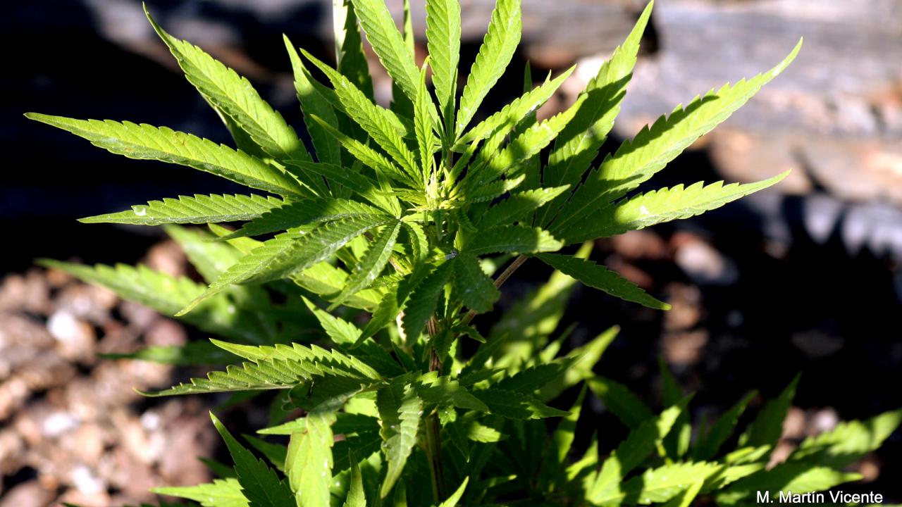 Cannabis associated with immune cell frequency reduction - picture 1 Cannabis associated with immune cell frequency reduction - picture 1