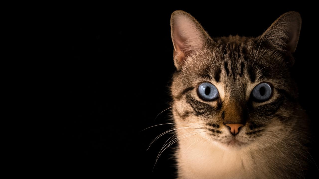 Кошки могут помочь в разработке противовирусных препаратов для людей, живущих с ВИЧ - изображение 1 Кошки могут помочь в разработке противовирусных препаратов для людей, живущих с ВИЧ - изображение 1
