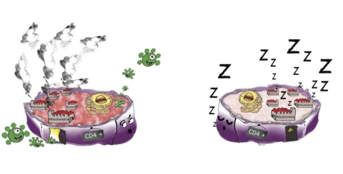 Scientists manage to destroy ex vivo "reservoirs" of HIV - imagen 1 Scientists manage to destroy ex vivo "reservoirs" of HIV - imagen 1