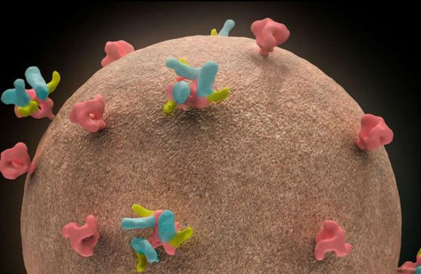 HIV-specific broadly neutralizing antibodies are promising - poză 1 HIV-specific broadly neutralizing antibodies are promising - poză 1