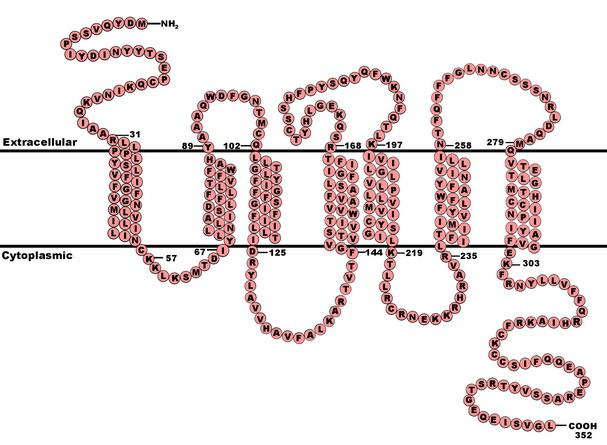 Опровергнута связь между мутацией CCR5Δ32 и риском смерти от любых причин - изображение 1 Опровергнута связь между мутацией CCR5Δ32 и риском смерти от любых причин - изображение 1