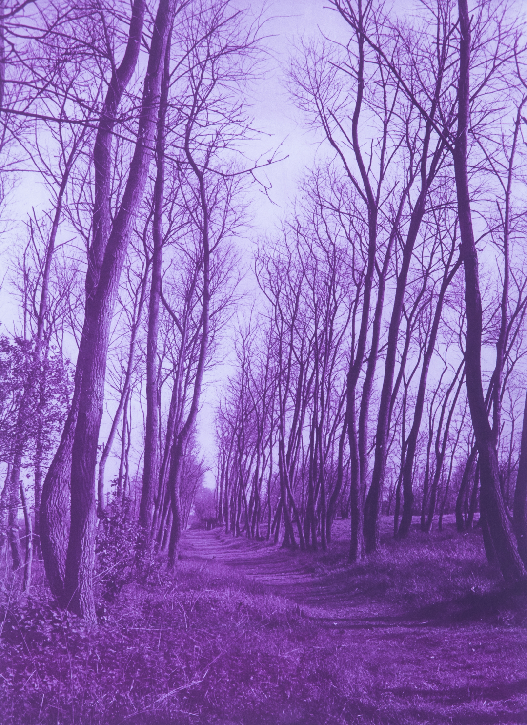 Weg-Blicke violett
