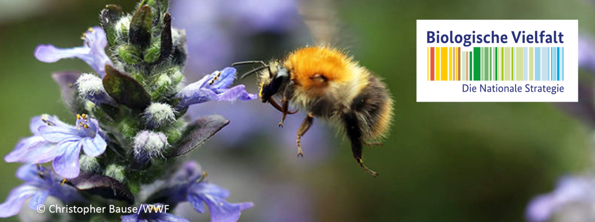 Header - NBS-Dialogforum: Insektenschutz in der Praxis – Erkenntnisse aus den Projekten im Bundesprogramm Biologische Vielfalt
