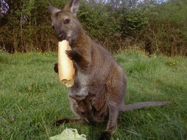 Hébergement insolite romantique, 1 chambre