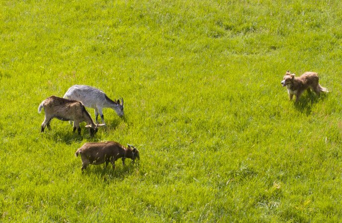 Cabane 2 chambres, avec jardin