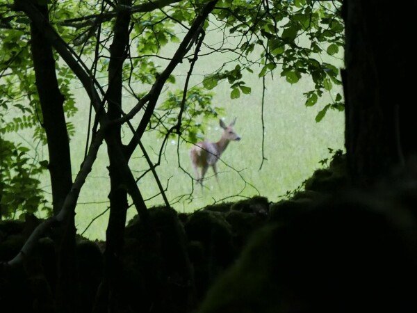 Roulotte authentique, 1 chambre, avec jardin
