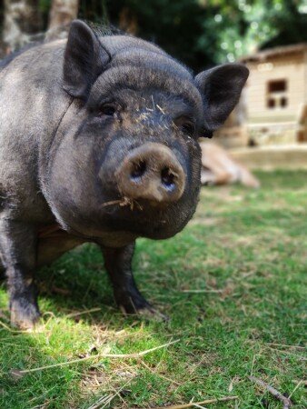 Roulotte 1 chambre, avec jardin