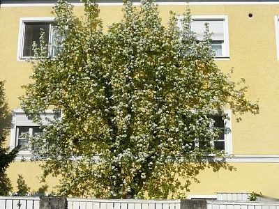 Wohnung 1 Schlafzimmer, mit Garten