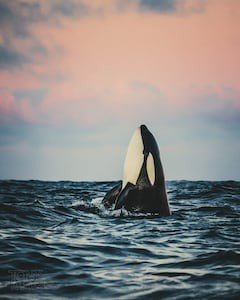 Huis 7 slaapkamers, met zwembad