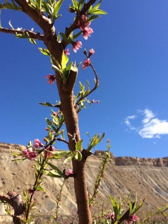 Bed and breakfast 4 bedrooms, with gym