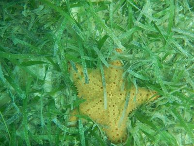 Appartement design, 1 chambre, avec jacuzzi