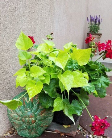 Bed and breakfast 1 bedroom, with garden