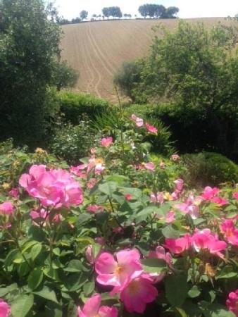 Appartamento 1 camera, con giardino