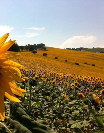 Appartamento 1 camera, con giardino