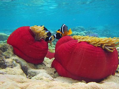 Studio 1 chambre, avec climatisation