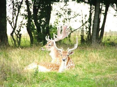 Maison 4 chambres, avec jardin
