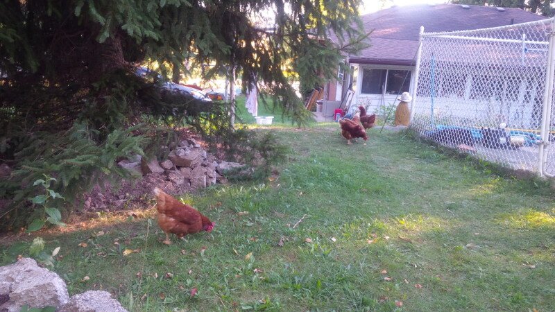 Room 2 guests, with garden