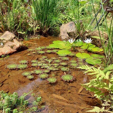 Casa 2 quartos, com jardim