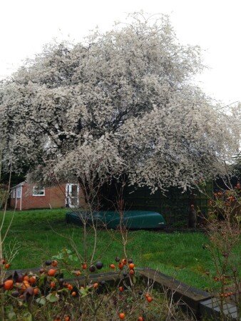 Camera 5 ospiti, con giardino