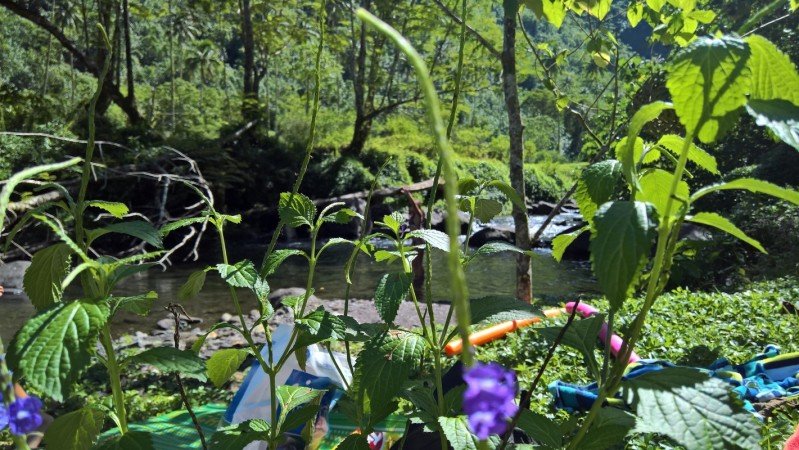 Room 2 guests, with garden