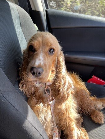 House 1 bedroom, with garden