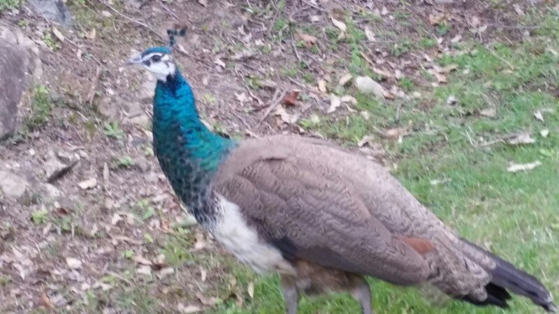 Room 1 guest, with parking