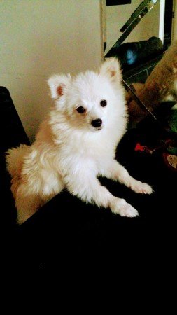 Room 1 guest, with pool