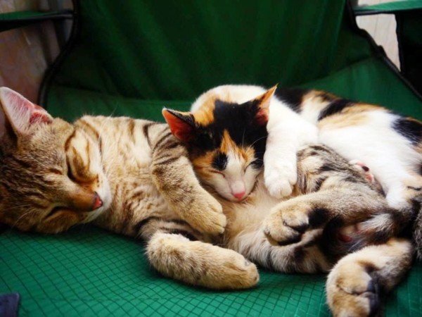 Room 10 guests, with garden