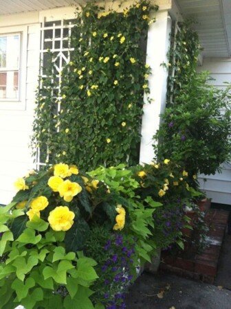 Room 2 guests, with garden
