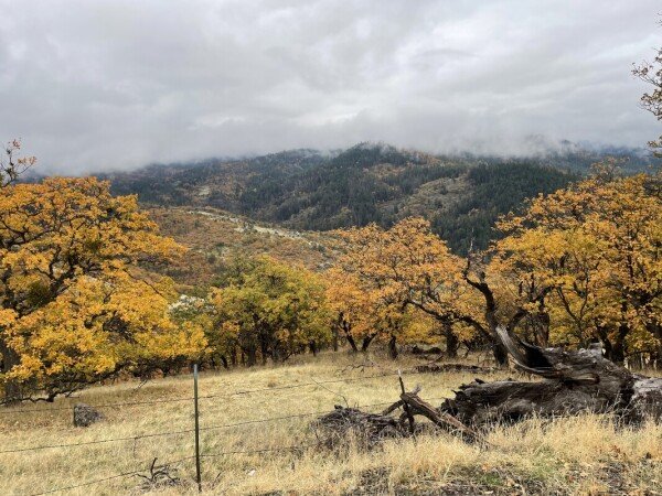Room 2 guests, with garden