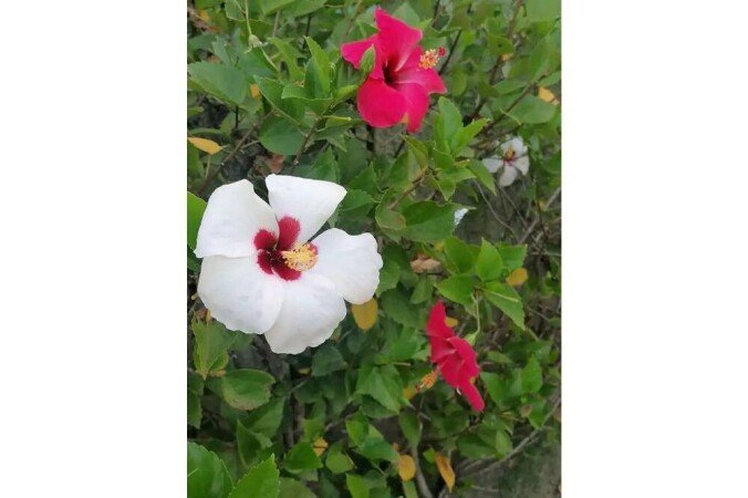 Casa 5 habitaciones, con wifi