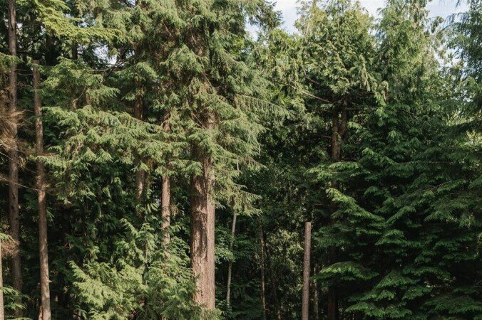 Chalet 1 chambre, avec wifi