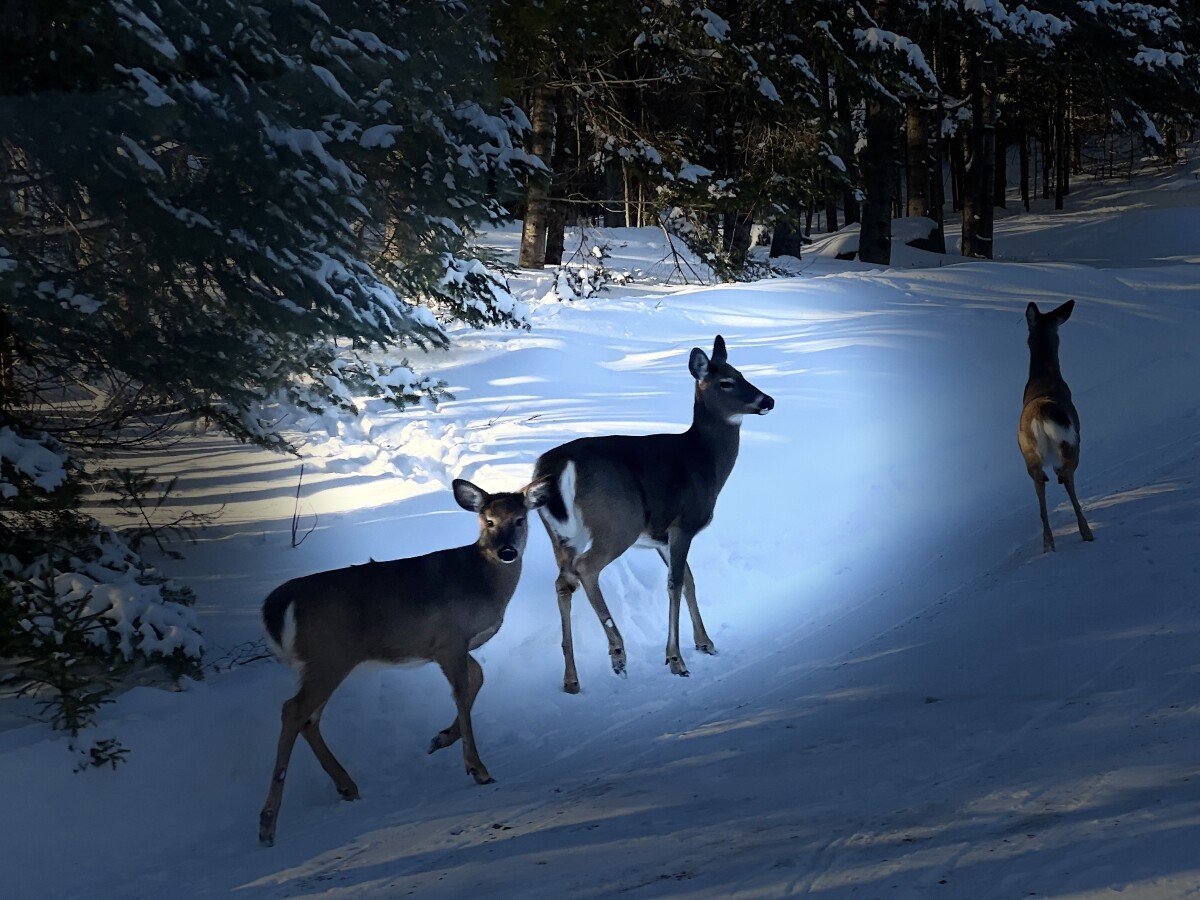 Aparthotel 1 Schlafzimmer, mit Meerblick